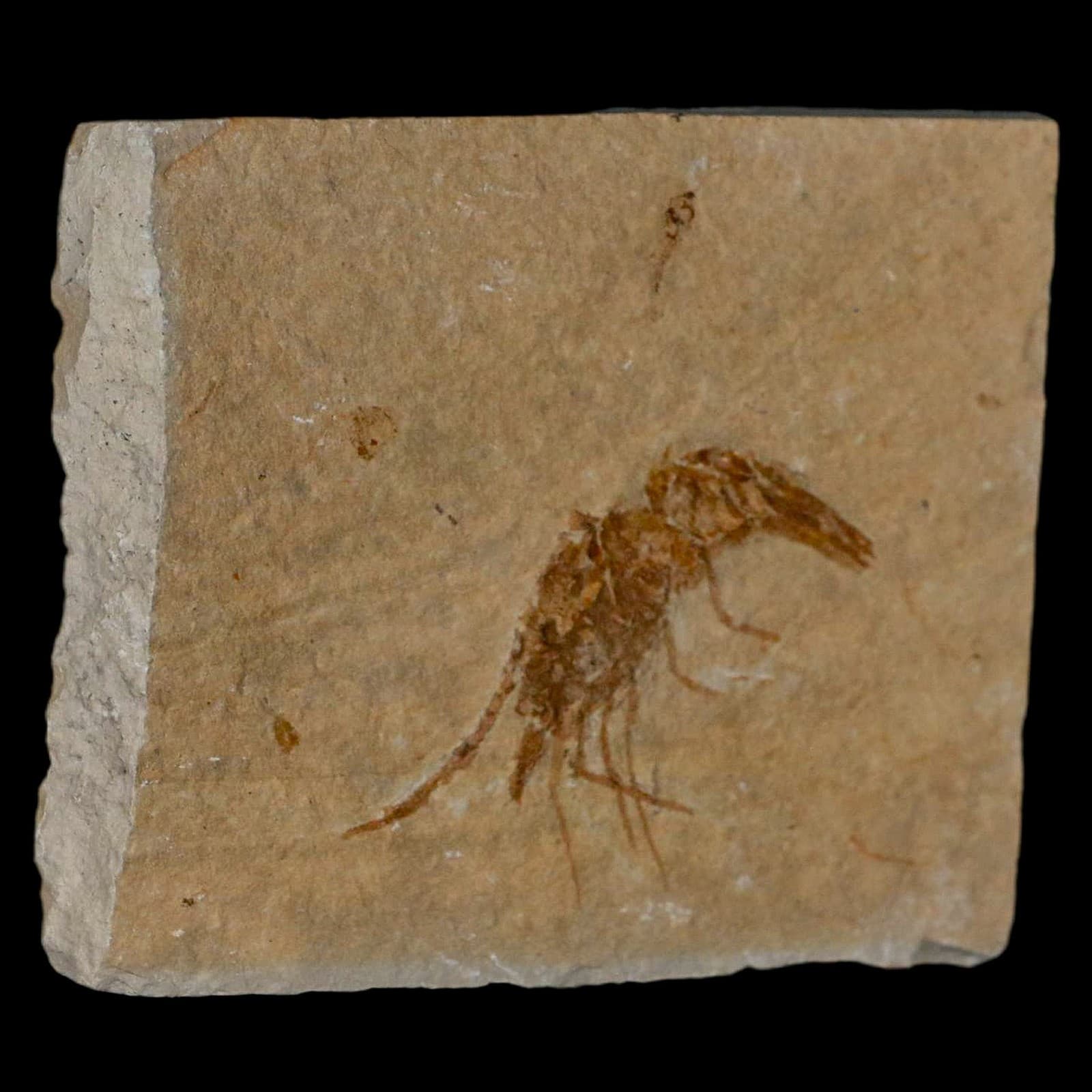 1.6" Fossil Shrimp Carpopenaeus Cretaceous Age 100 Mil Yrs Old Lebanon COA 4