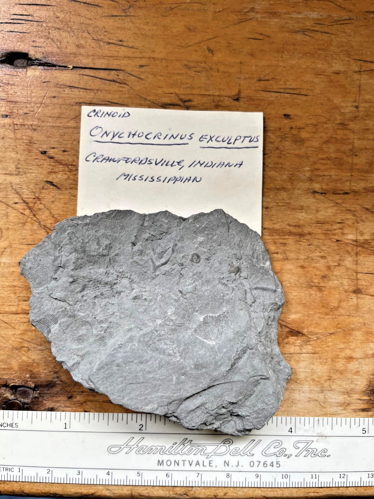 Crinoid Calyx, Crawfordsville IND, Onychocrinus exculptus 2