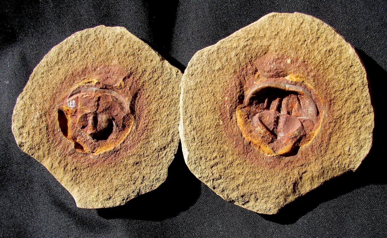 EXTREMELY COLORFUL AND RARE SPLIT PAIR EUPROOPS FROM MISSOURI- NOT MAZON CREEK 3