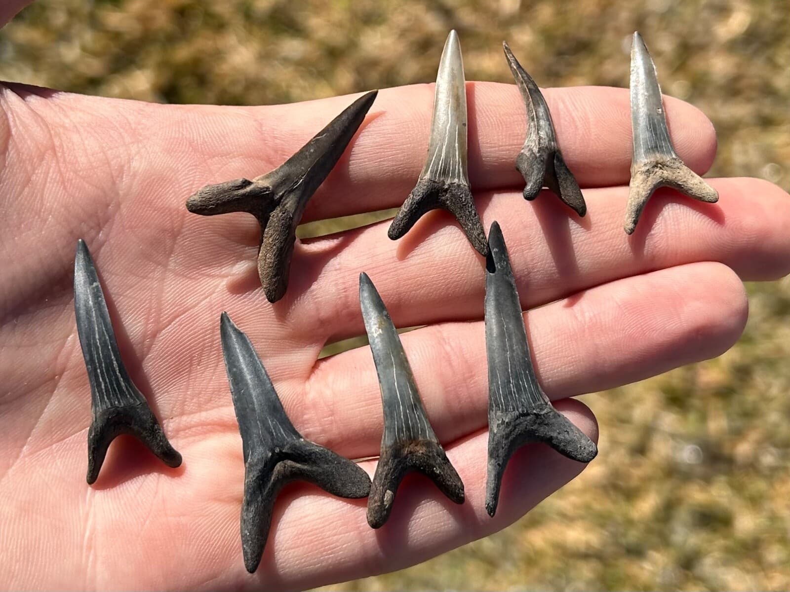 Fossil Goblin Sharks Tooth ONE PER PURCHASE Mississippi Eutaw Formation Teeth 6