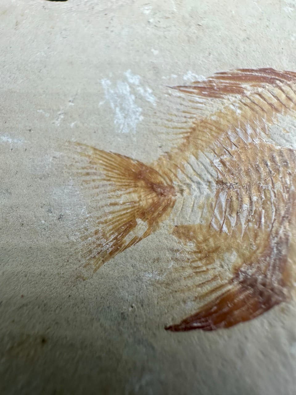 Stichopteryx lewisi fossil fish (A+B) - Late Cretaceous Lebanon - Haquel Sannine 4