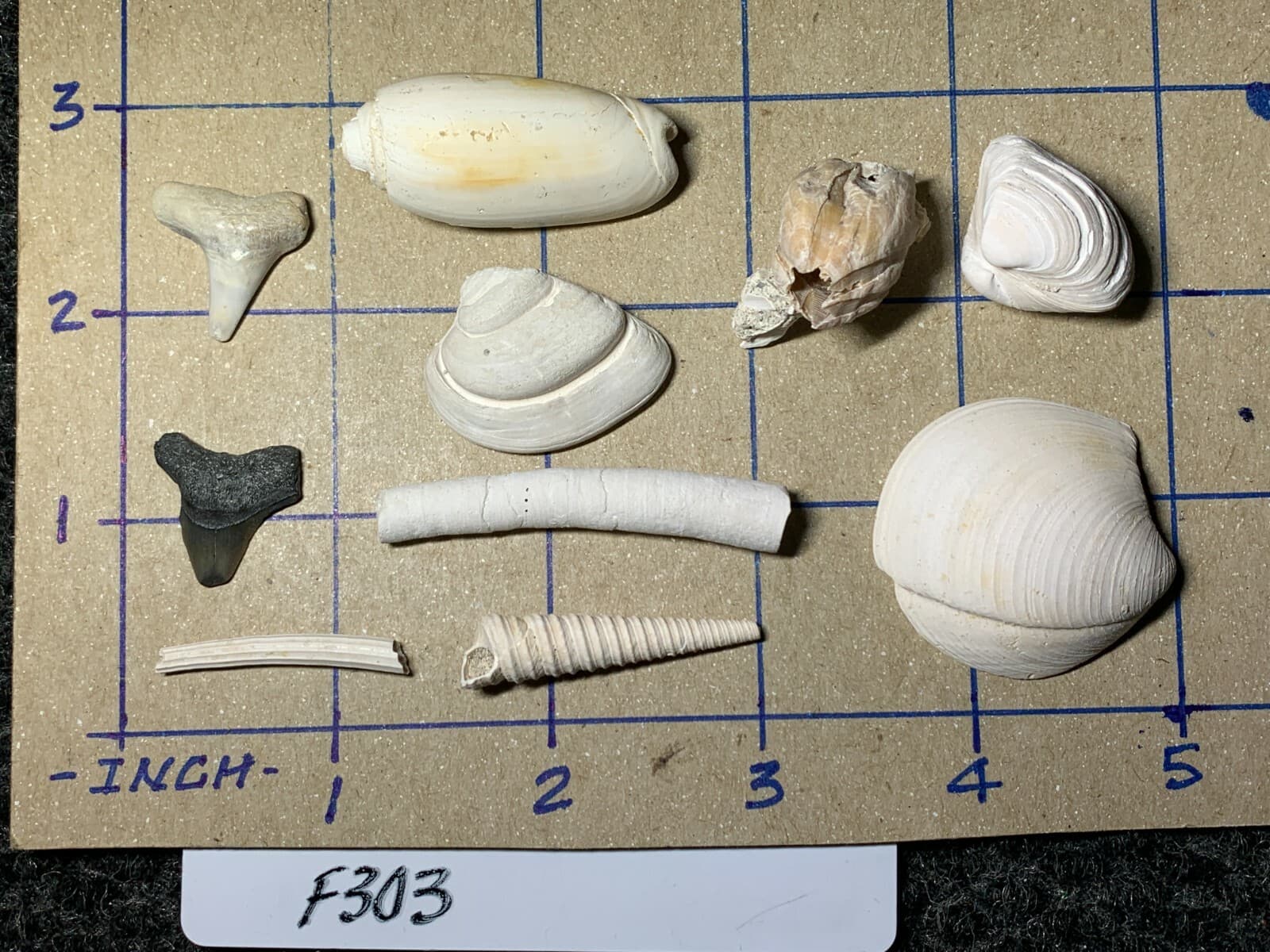 ☆Fossil Specimen 10 Pack - Berkeley Quarry S.C. - Barnacle-Dentalium-Teeth ☆303