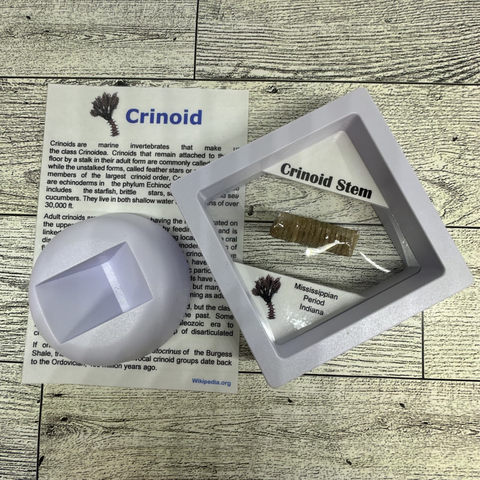 Crinoid Stem Fossil from Indiana in Display Case 3