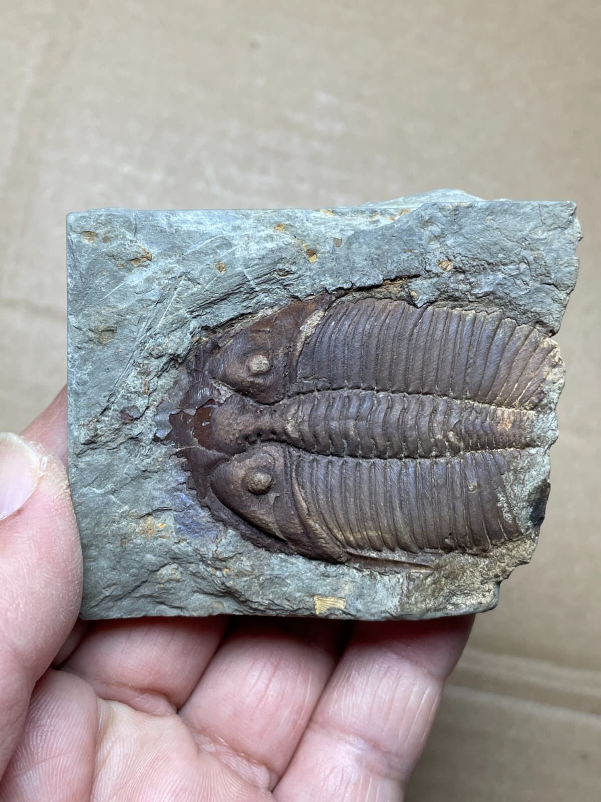 100g natural Silurian period Coronocephalus Trilobite specimen stone 6