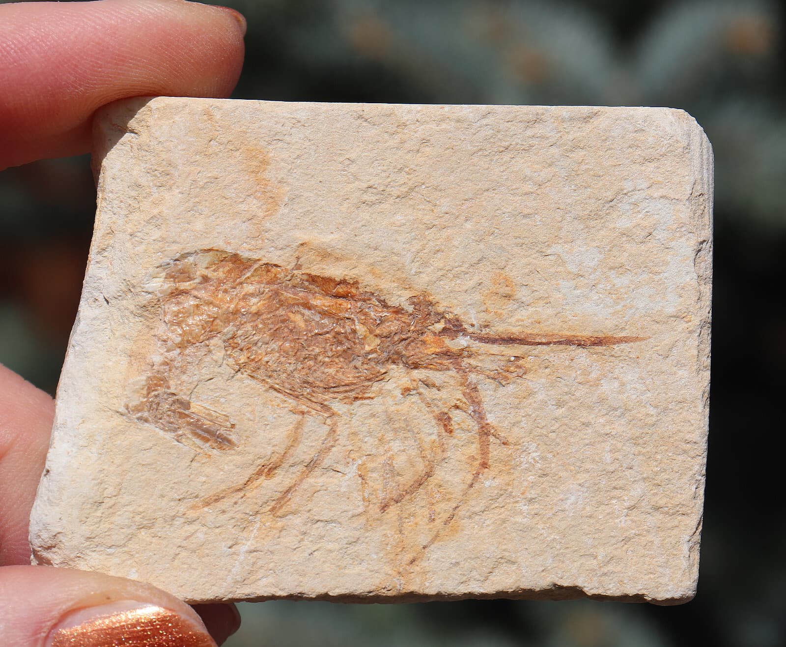 Fossil Shrimp Solnhofen Germany   Jurassic   Well Preserved History   6.3 Cm's 2