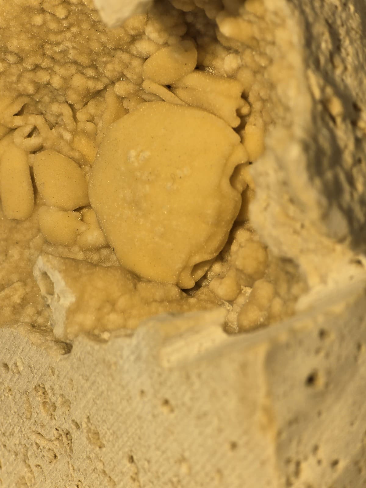 Travertine crab fossil 3