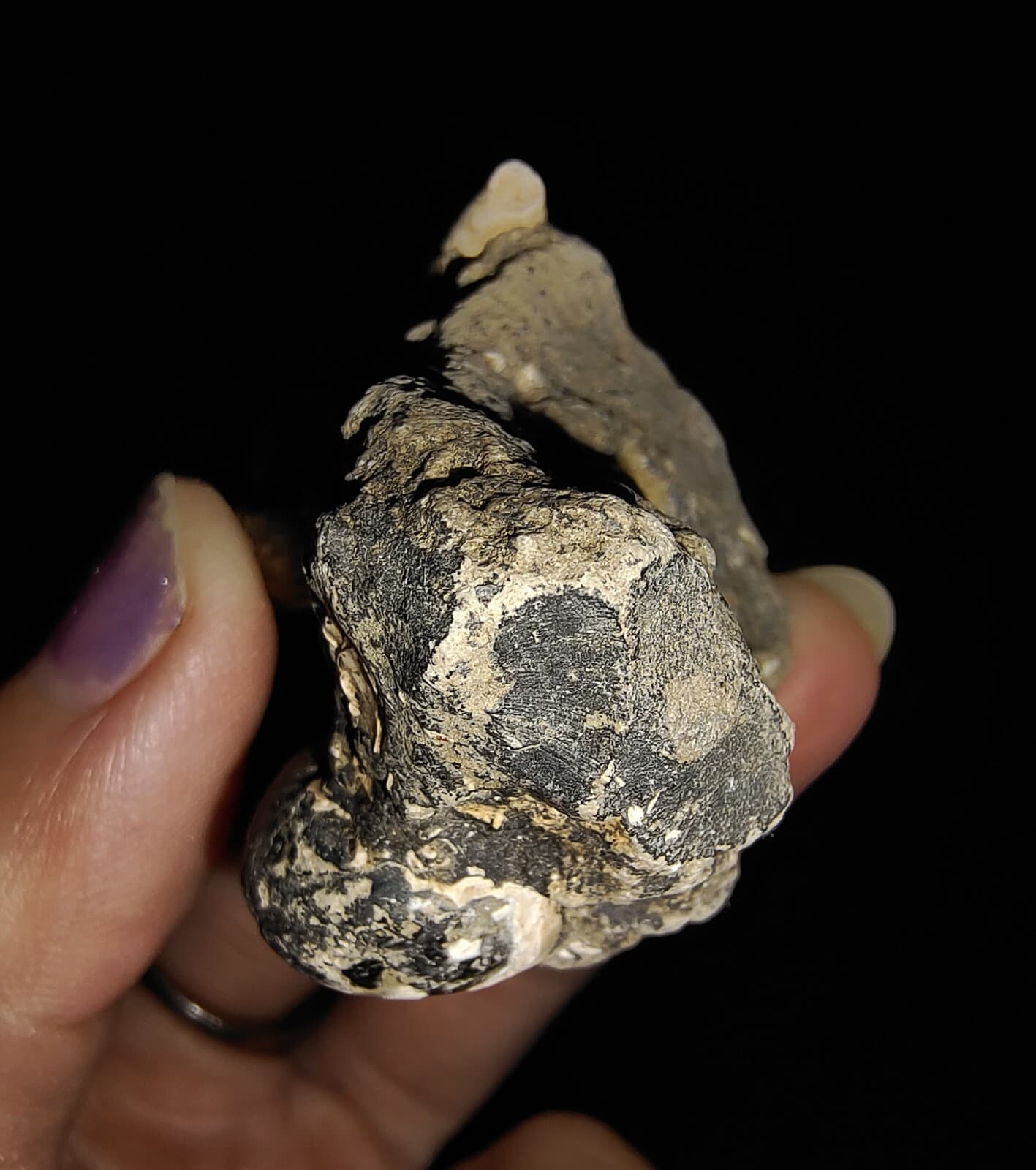 SEASHELL FOSSIL, GASTROPOD THIARIDAE ON MATRIX, FROM JAVA, INDONESIA, 30MM 4