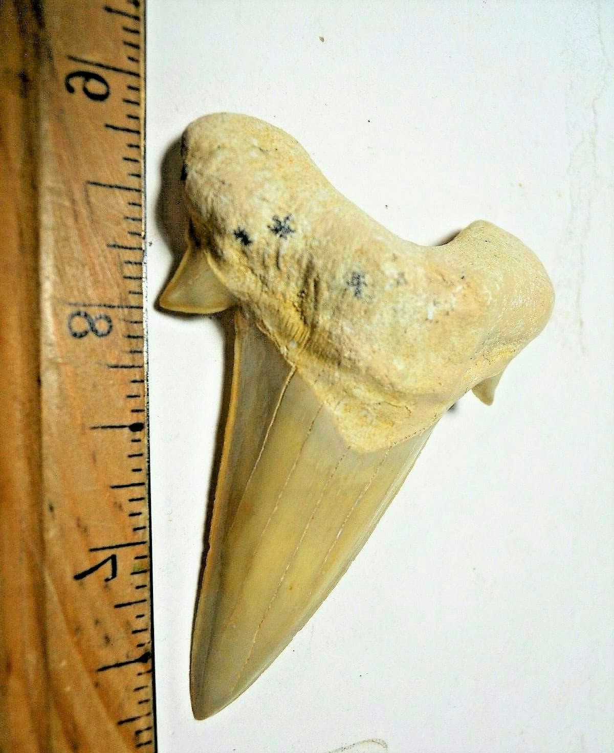 3 INCH LONG OTODUS TOOTH REAL LARGE HUGE SHARK FOSSIL EXTINCT ANCIENT RELIC NICE 5