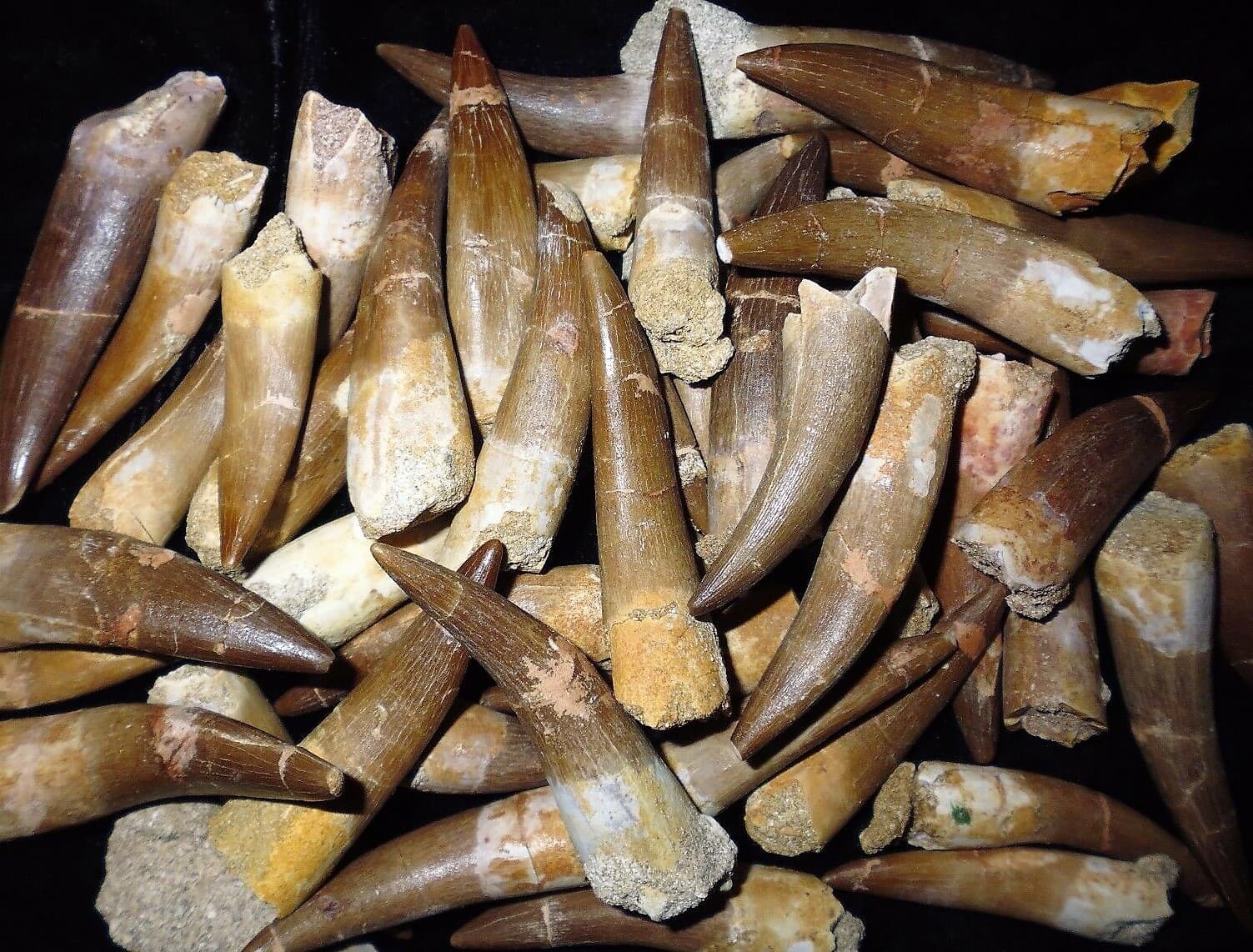 ELASMOSAURUS TOOTH PLESIOSAUR REPTILE FOSSIL EXTINCT SEA DINOSAUR ANCIENT RELIC 3