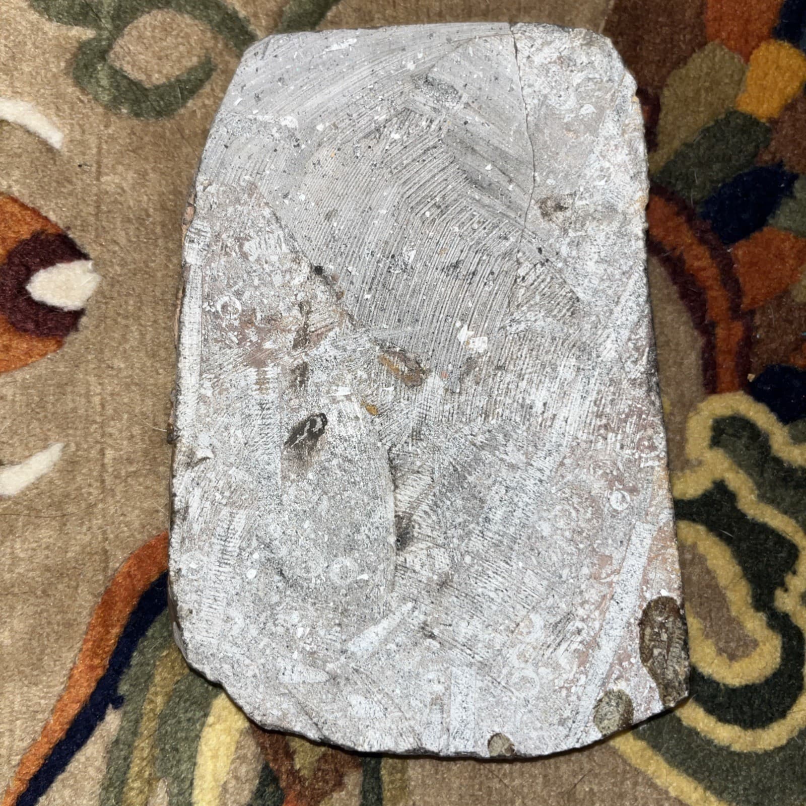 Unique and authentic paleontological fossil, sea lily fossil A22 5