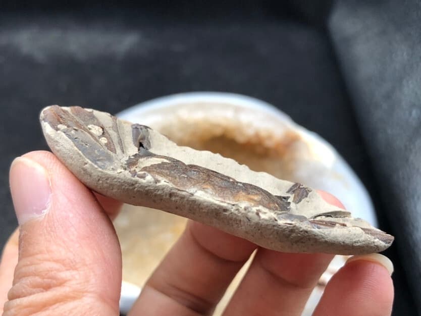 Jurassic Natural Crab animals Fossils Dinosaur Age 5