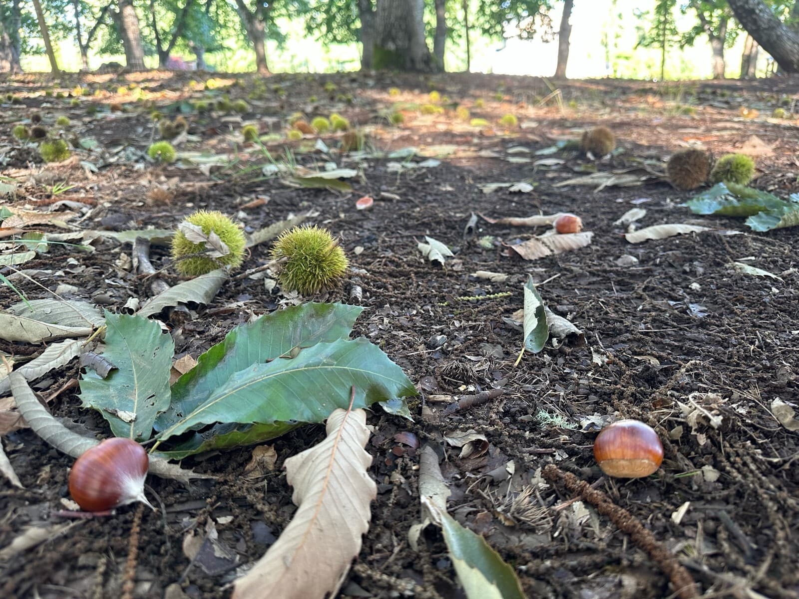 Fresh Sweet Chestnuts from Washington State 5 lbs Assorted sizes 5