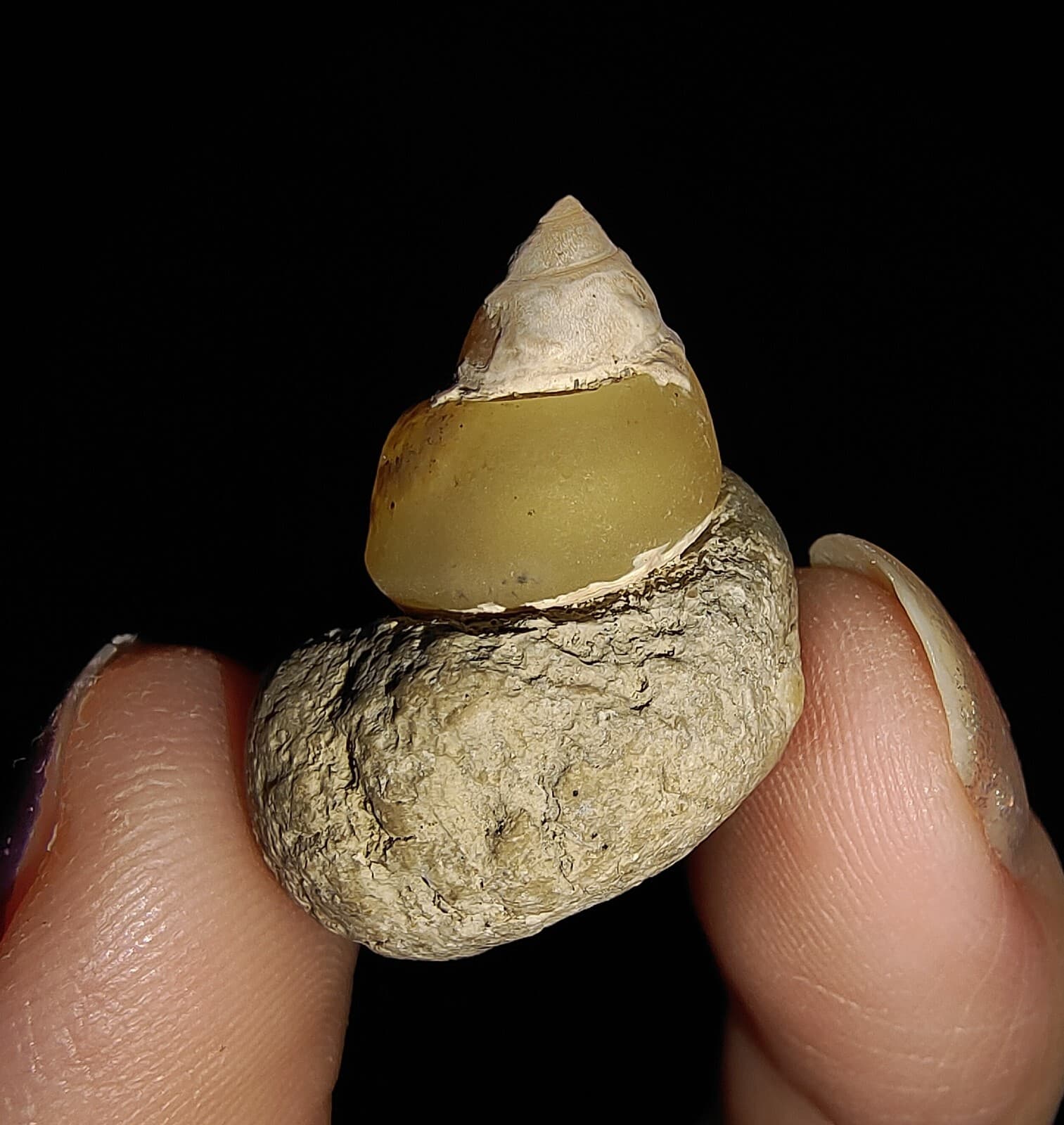 AMAZING AMMONITE! GASTROPOD SEASHELL FOSSIL VIVIPARIDAE FROM INDONESIA 20MM, 001 3