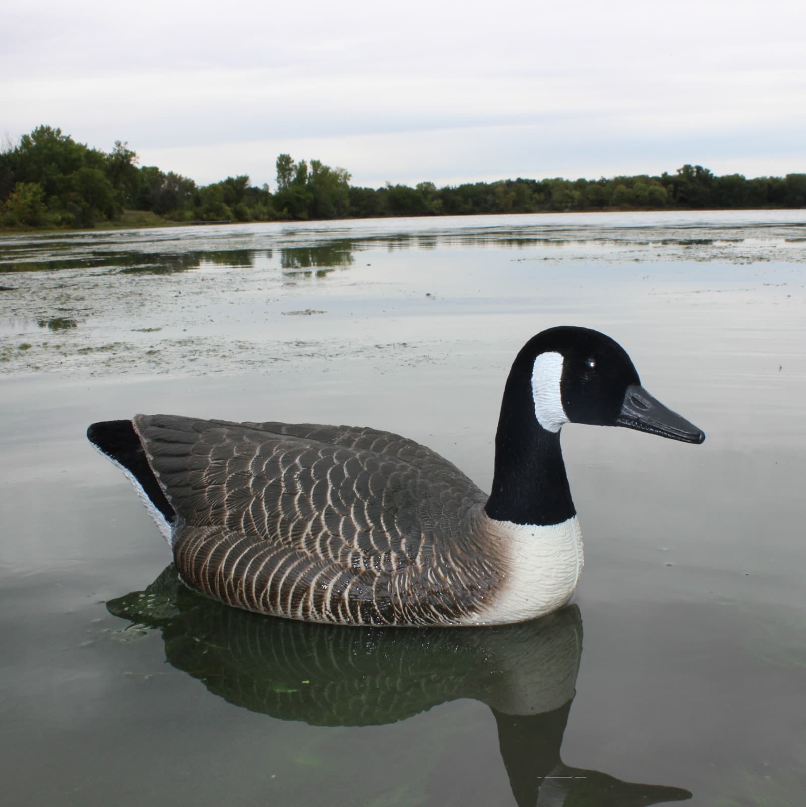 Super Blocks Flocked Canada Goose Floaters - 4 Pack - Low price, fast shipping 4