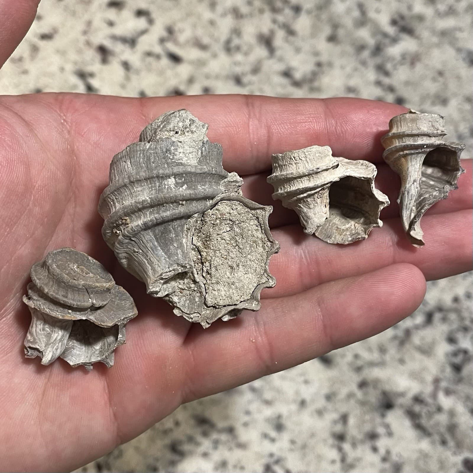 Ecphora Fossils Maryland State Fossil Predatory Snail Fossil Calvert Cliffs 2