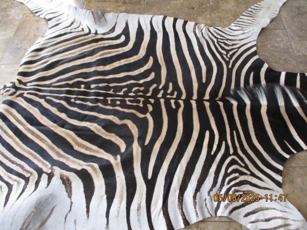 South African Burchell Zebra Rug 4