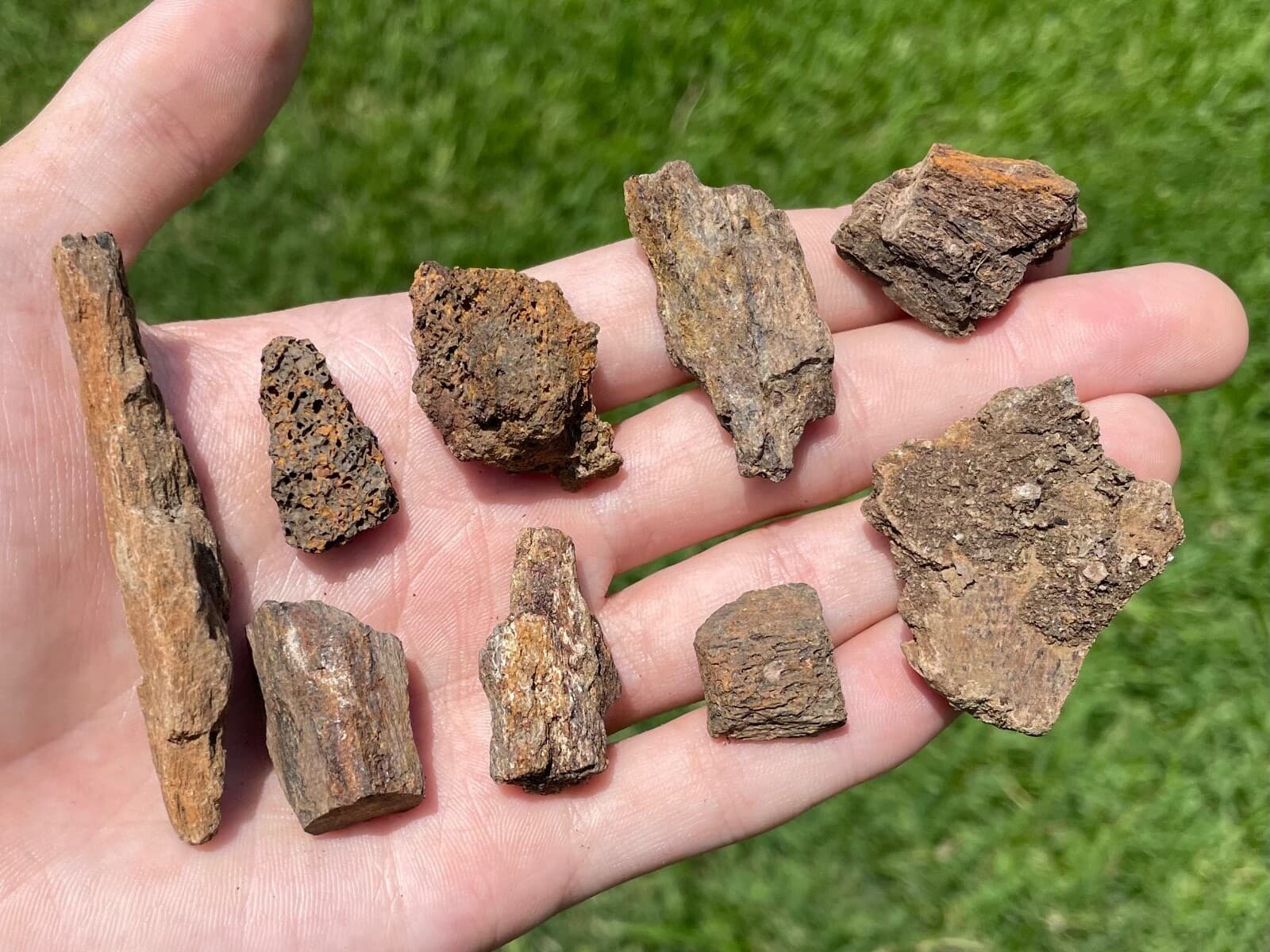 Hell Creek Fossil Triceratops Bone ONE PER PURCHASE Cretaceous Dinosaur Bone 2