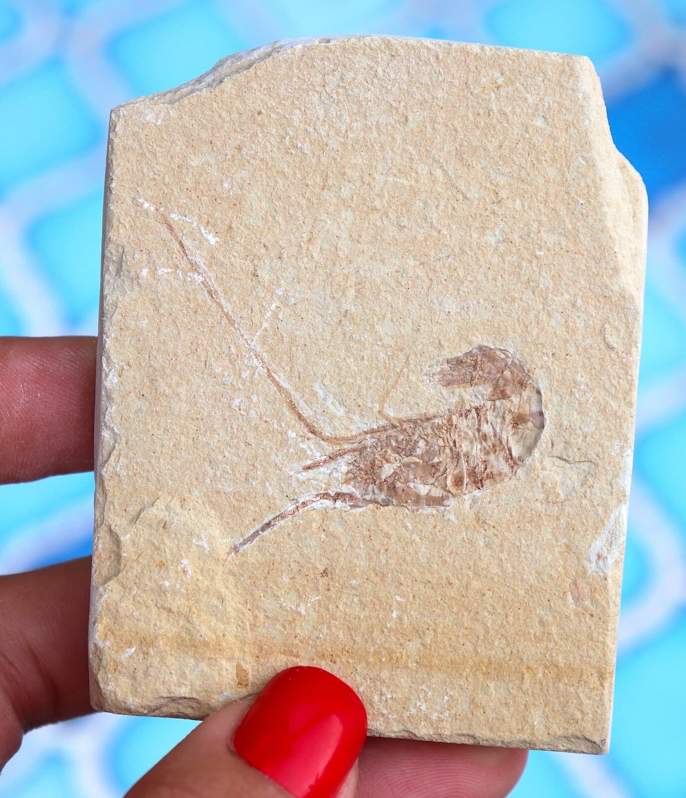Fossil Shrimp From Solnhofen Germany - 150 MILLION YRS OLD  JURASSIC  7.7 Cm's 5