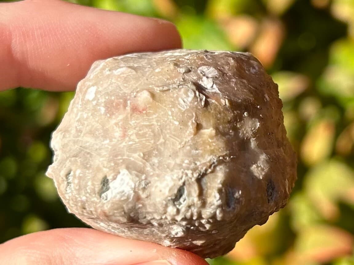 BIG Megistocrinus rugosus Crinoid Fossil Michigan Devonian Alpena Limestone 4