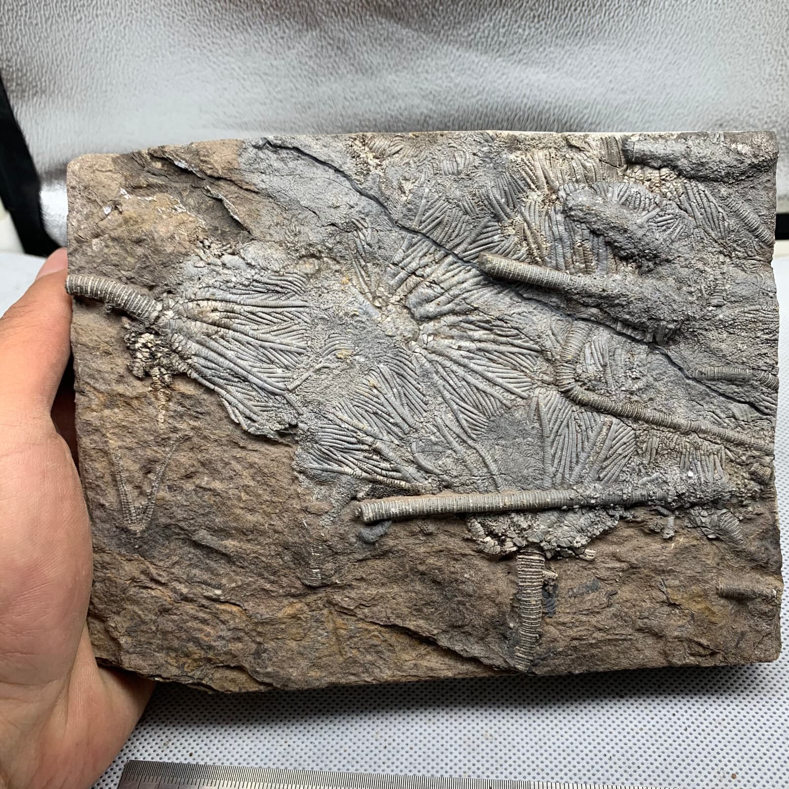 1180 grams of fossils of crinoid from the Guanling Biota in Guizhou