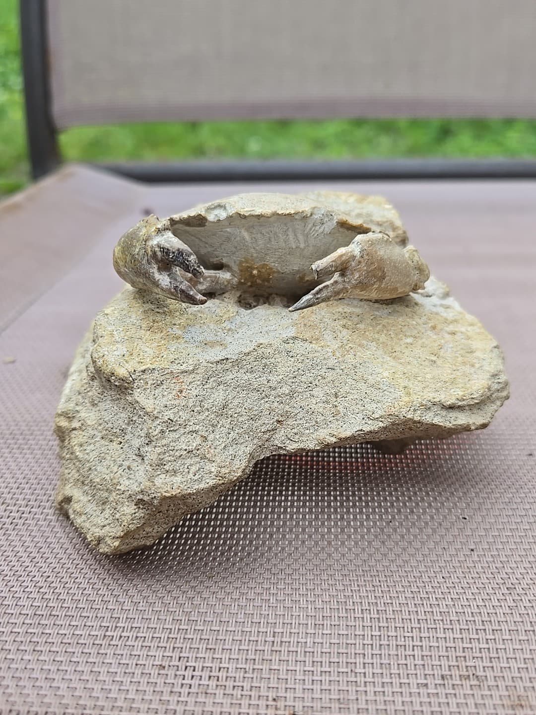 Rare Harpactocarcinus punctulatus Mud Crab Fossil. 5