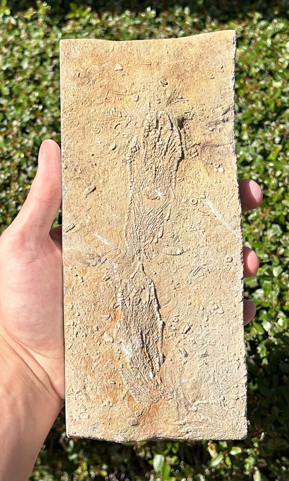 DOUBLE Fossil Crinoids in Matrix Aphelecrinus Alabama Bangor Formation