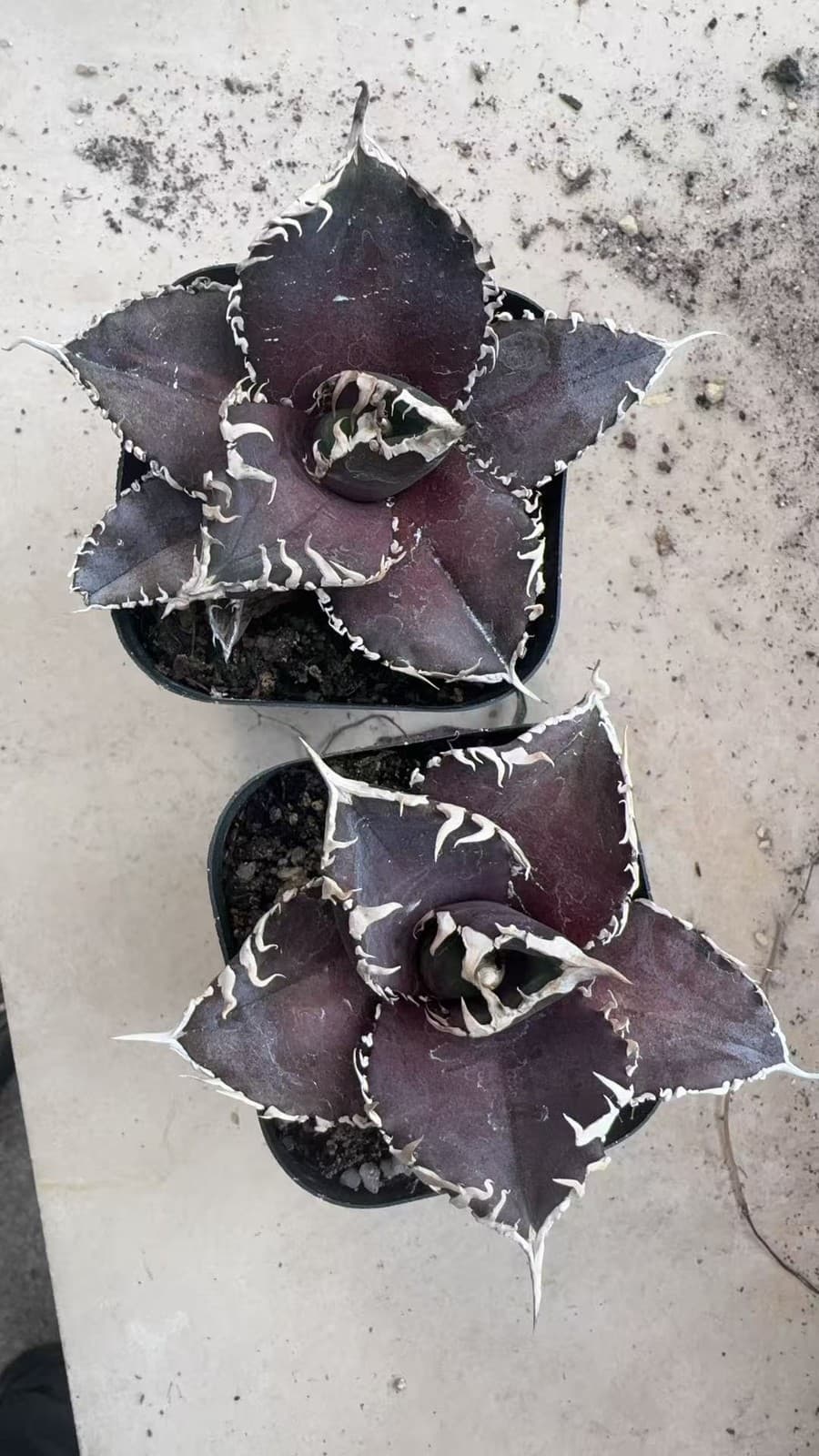 1PCS Agave Titanota ‘King Kong’ RareAgave Succulent Plant 6-8cm