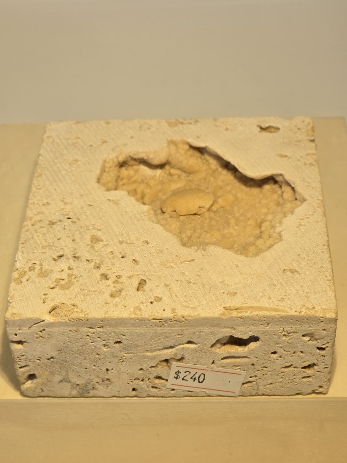 Travertine crab fossil