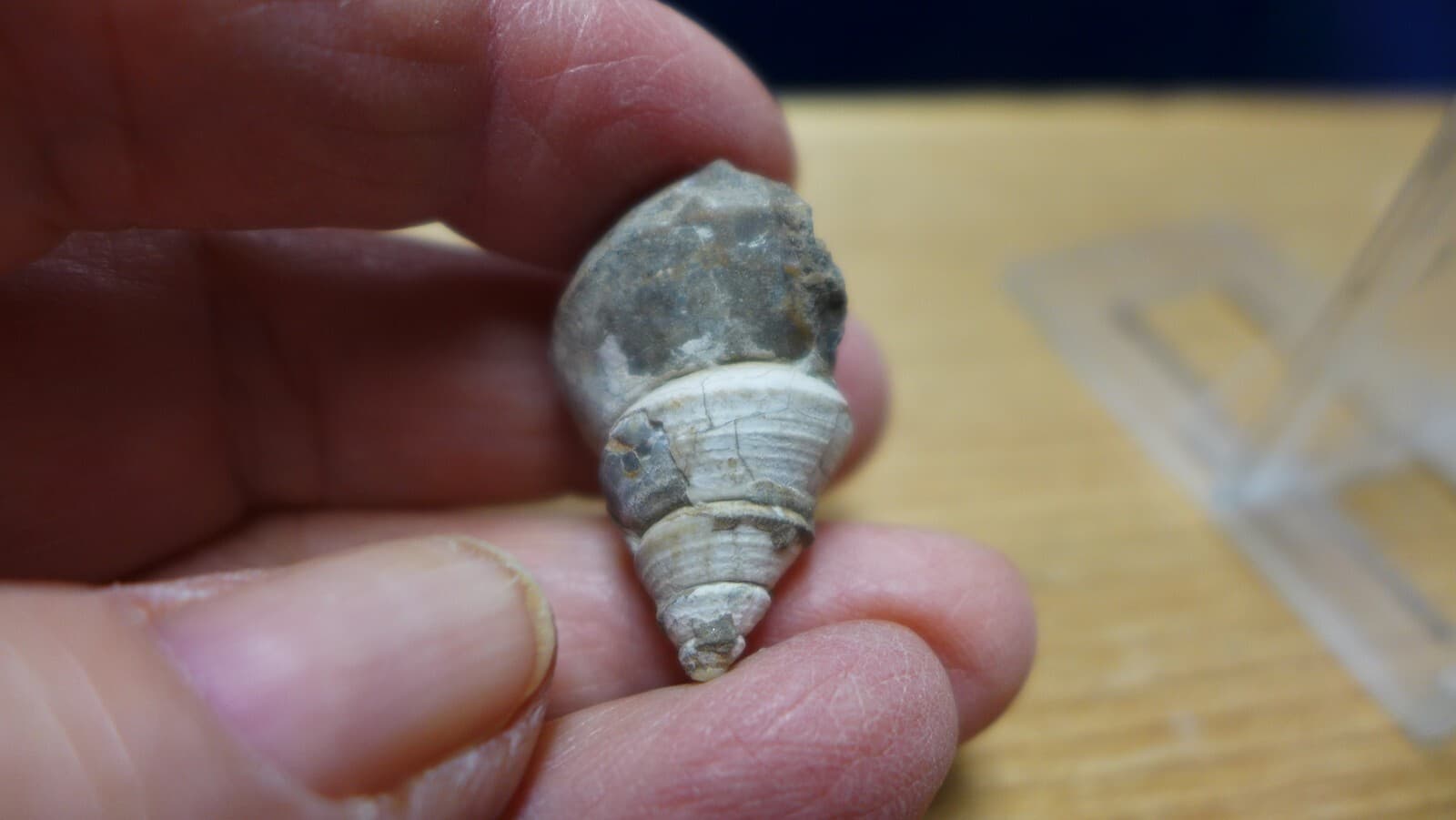 GEOLOGICAL ENTERPRISES Pliocene fossil gastropod, shell, Charonia sp. Italy 3