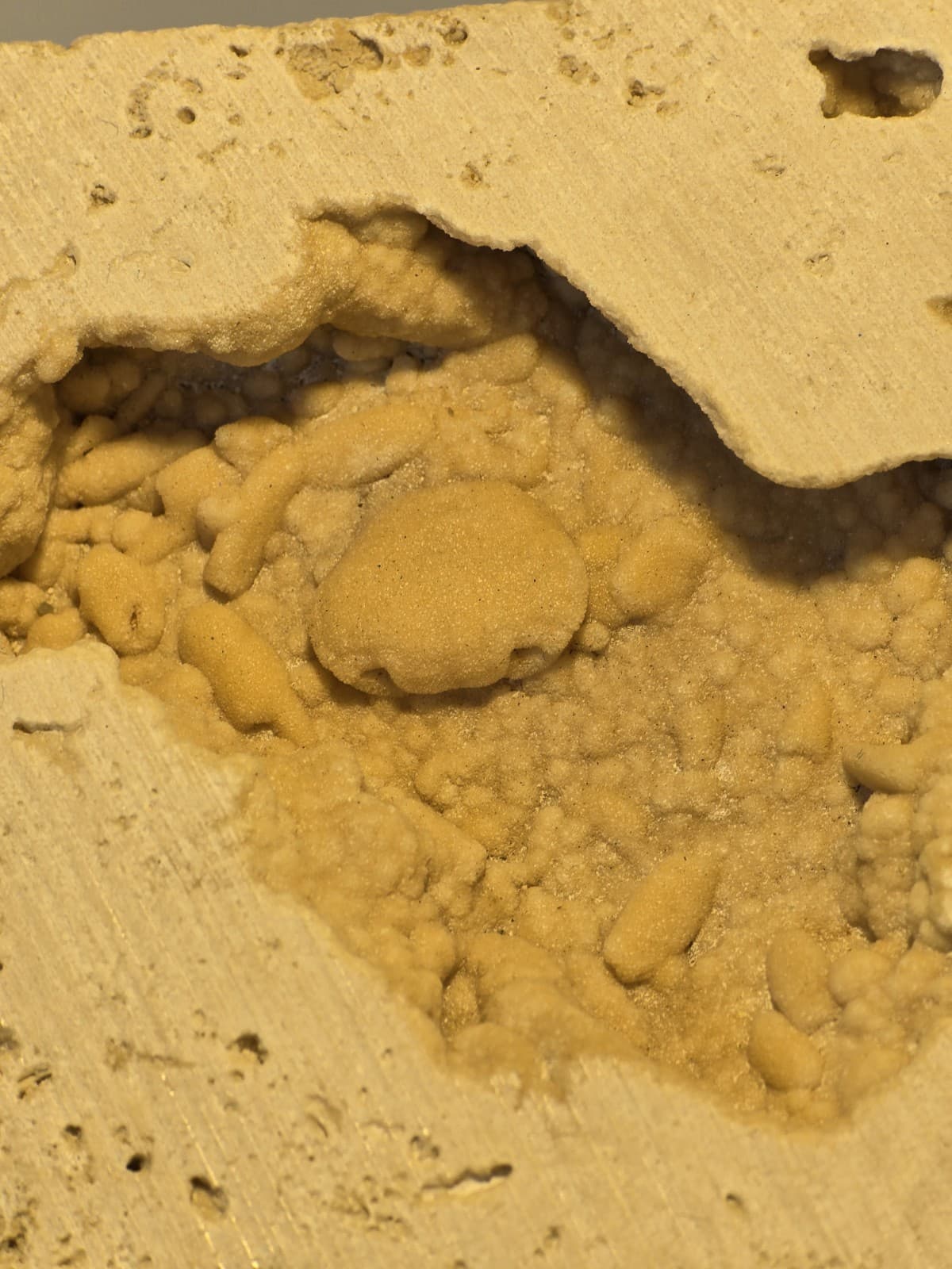 Travertine crab fossil 2