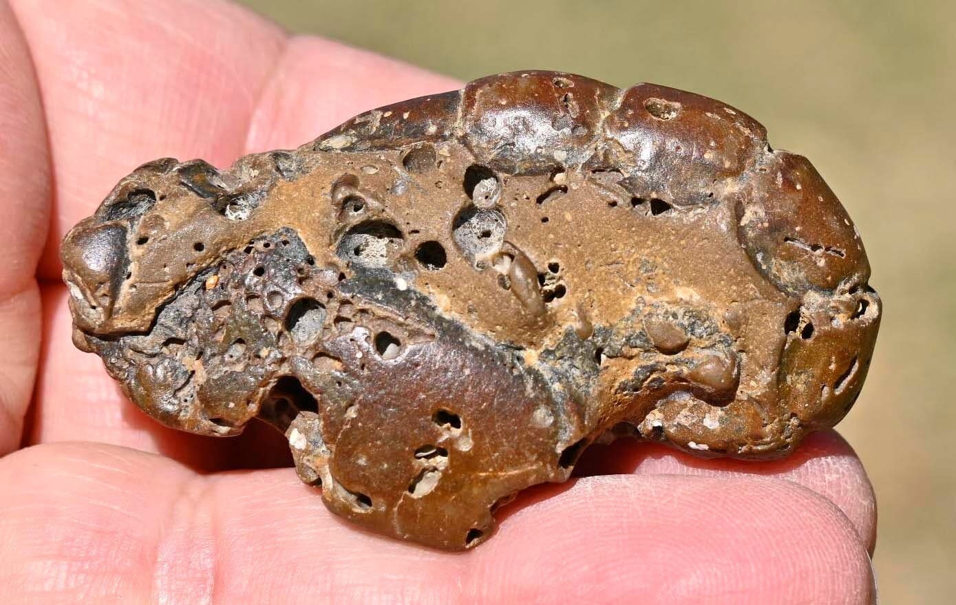 Thalassina anomala, Fossil Lobster, Gunn Point, Australia #2 3