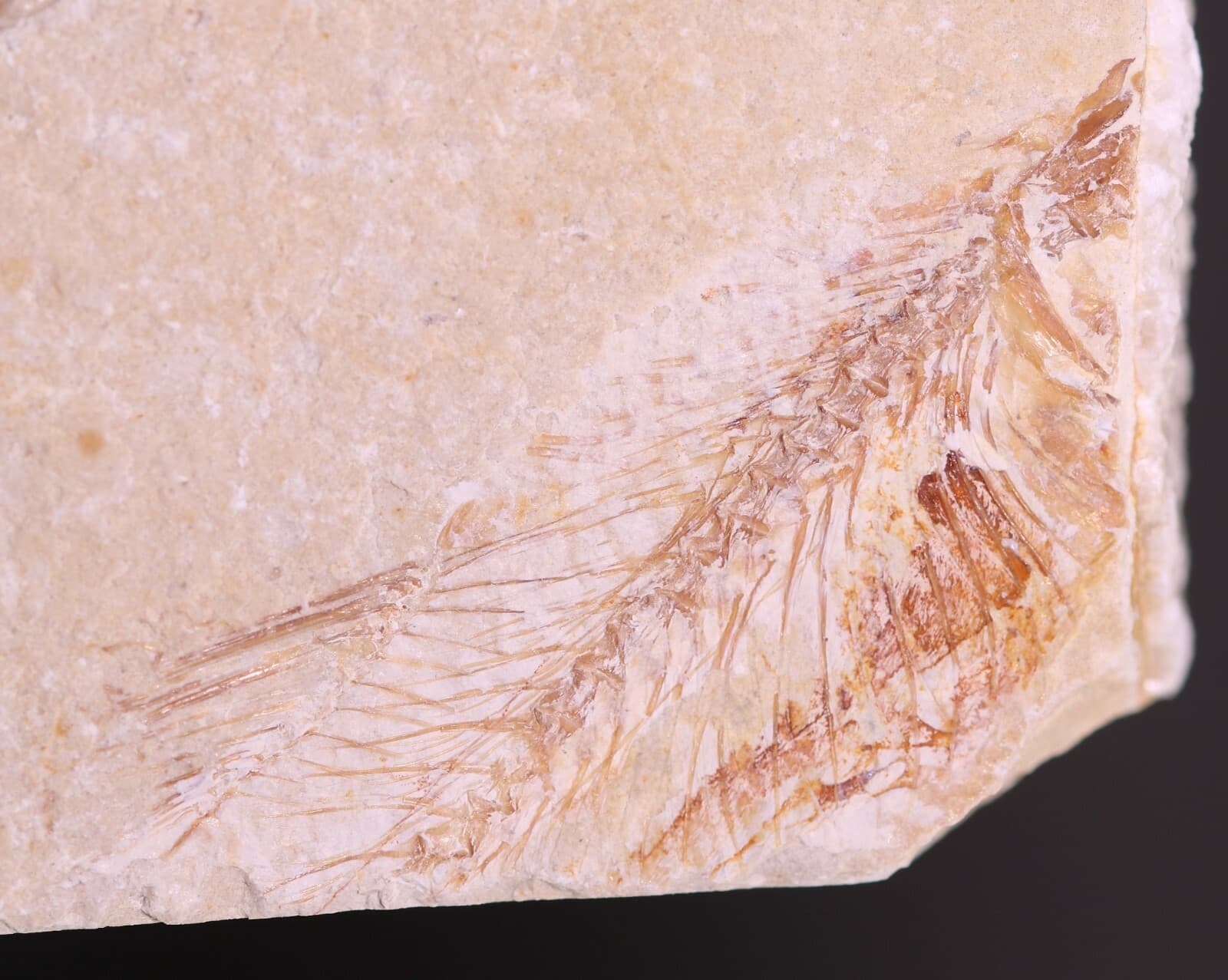 Fossil Nice Shrimp Unpainted & Partial Fish Cretaceous Lebanon COA 3800 5