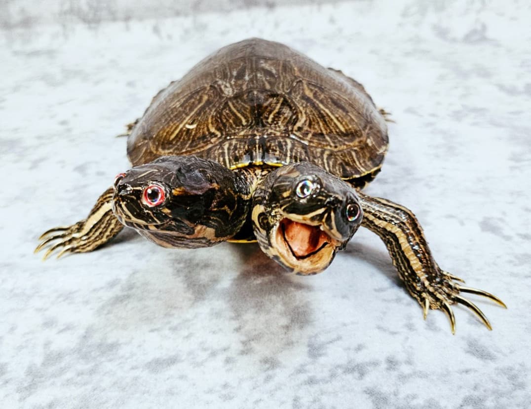 Two-Headed Turtle Taxidermy Gaff Snake Reptile Lizard 4