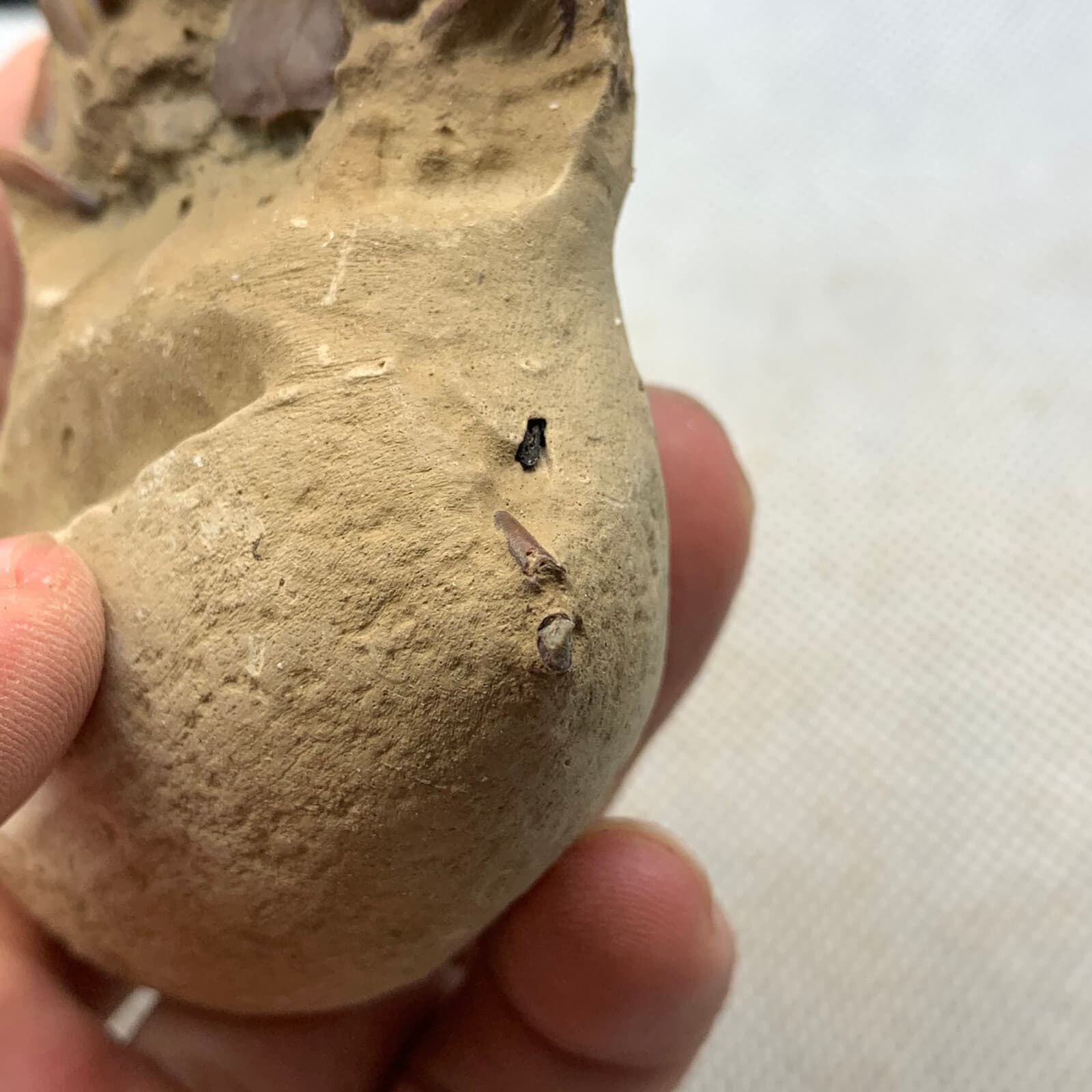 Jurassic Period Perfect Crab Fossil Dinosaur Age 5