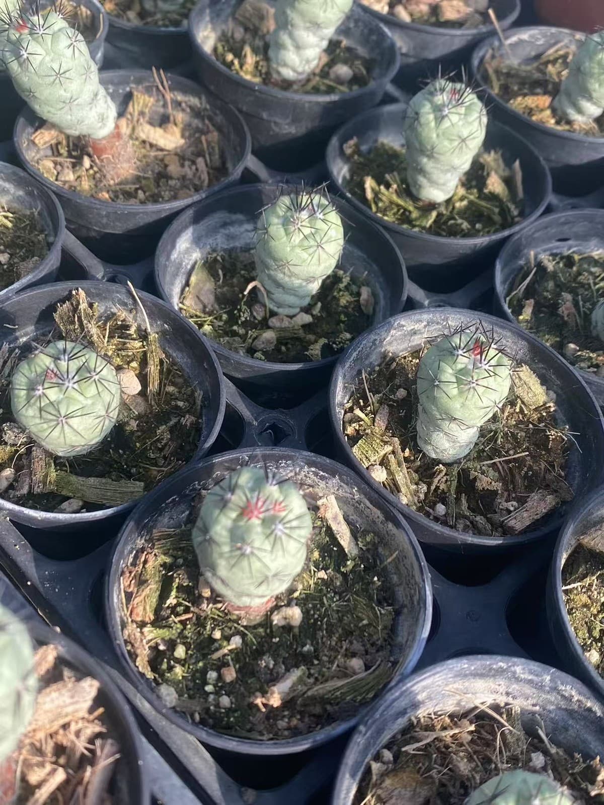 2PCS RareSucculent Plant Ortegocactus macdougllii Cactus Selfroot 1.5-2CM 3