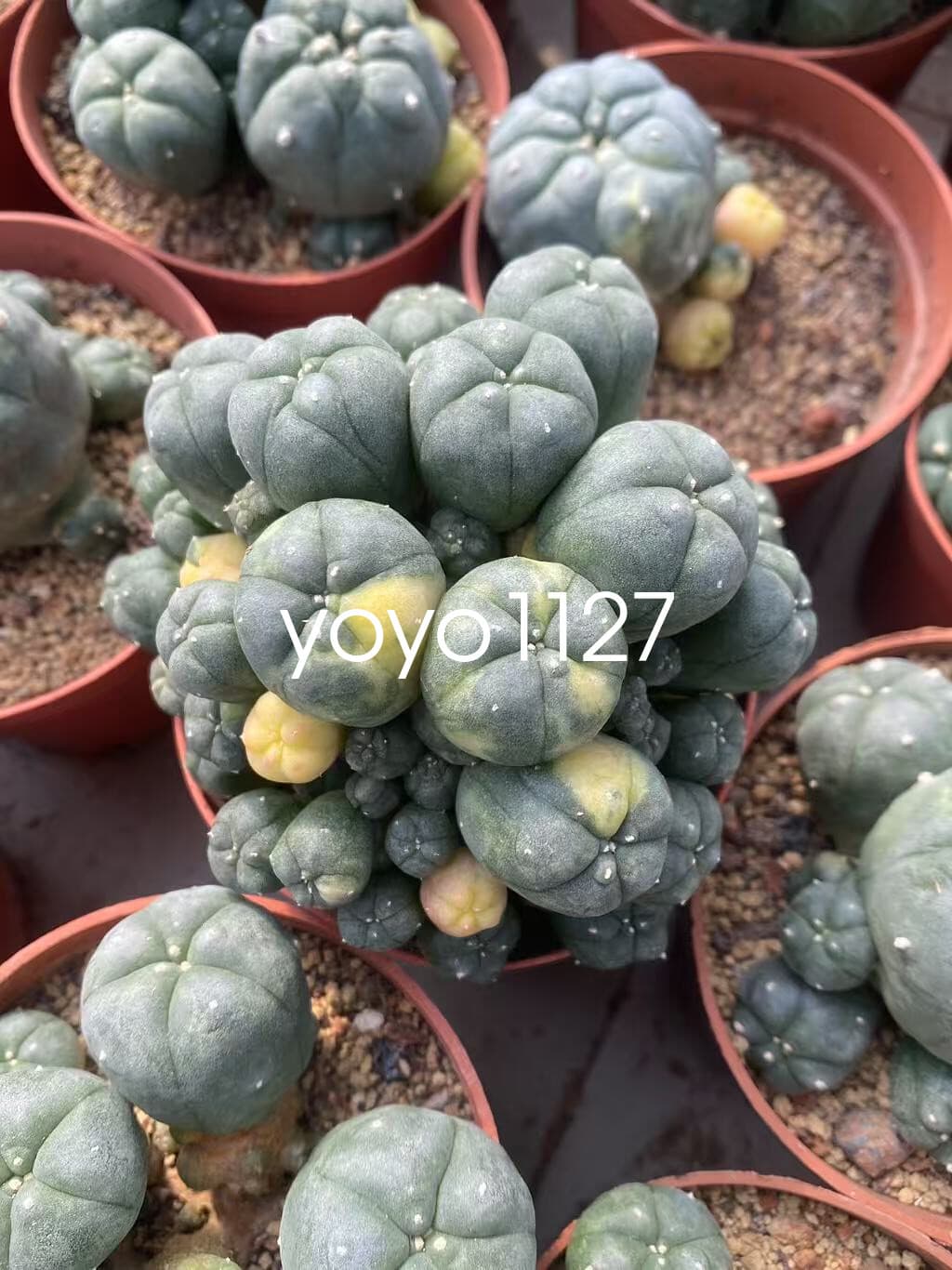 1PC Succulent Cactus williami Variegated Random SelfRoot Multi Heads plants 4