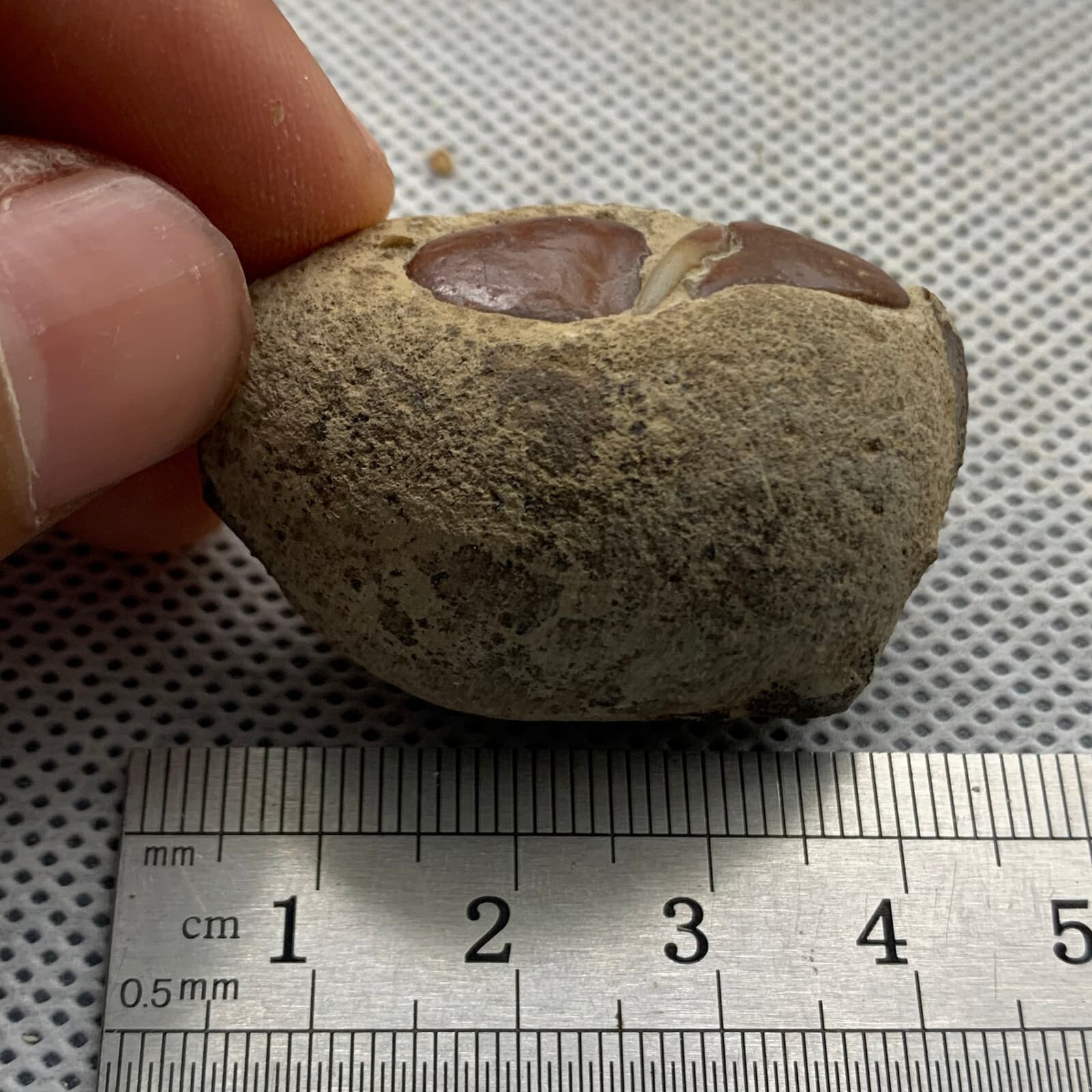 Jurassic Period Perfect Crab Fossil Dinosaur Age 6