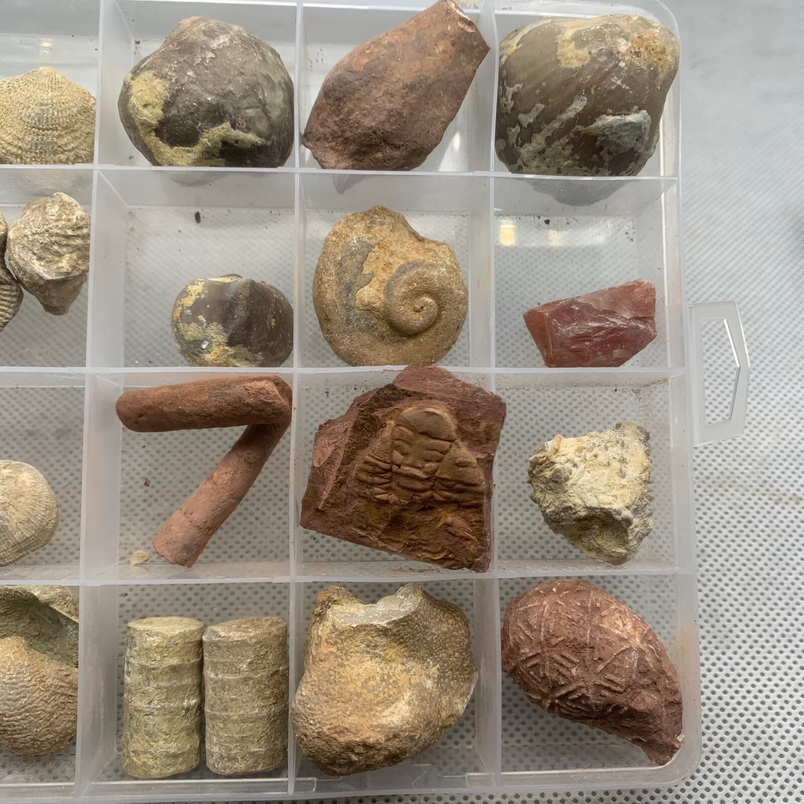 24 fossil specimens from China 4