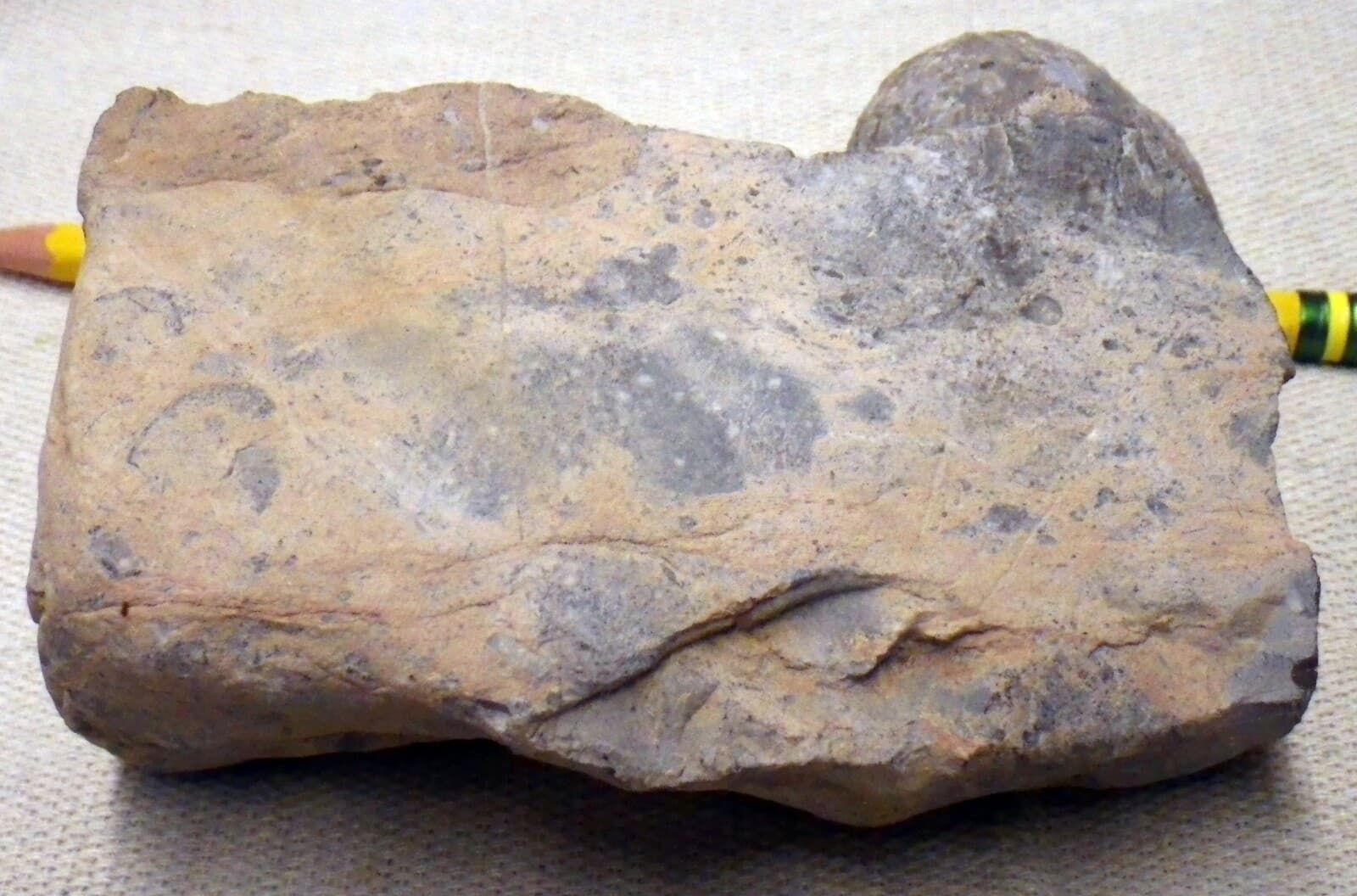 Strange Paleo Shell Fossil with base Native  3