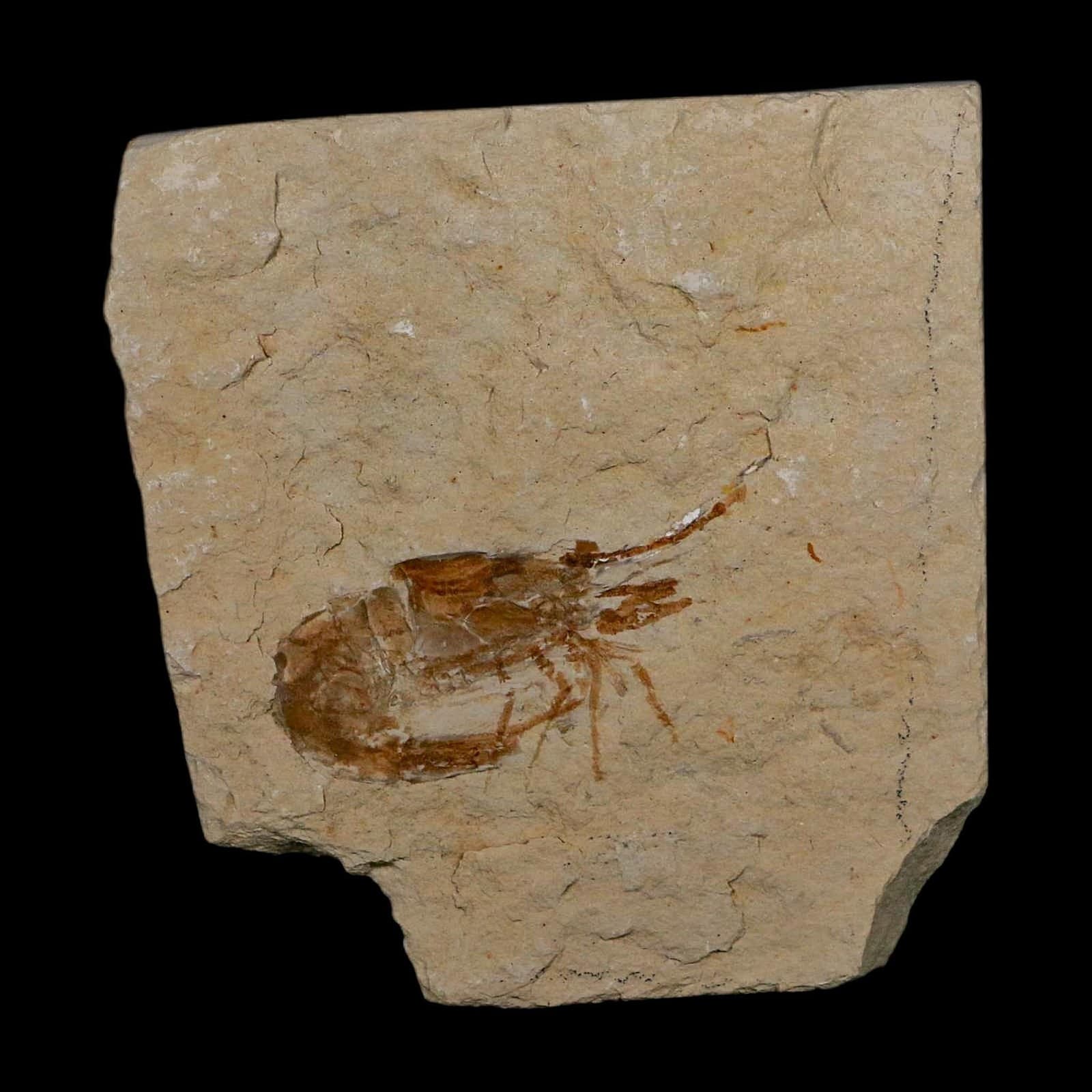 1.4" Fossil Shrimp Carpopenaeus Cretaceous Age 100 Mil Yrs Old Lebanon COA 2