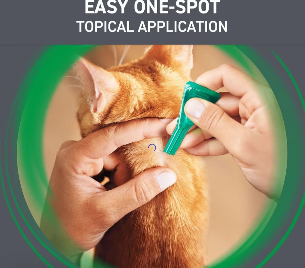 New date Cat Flea and Tick Treatment For Cats & Kitten 8 Weeks + 6 Doses 5