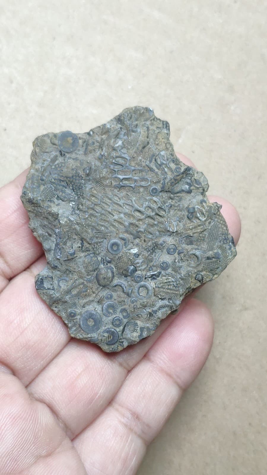 28g bryozoan Marine organisms Crinoid stem specimen from Cambrian Period 4