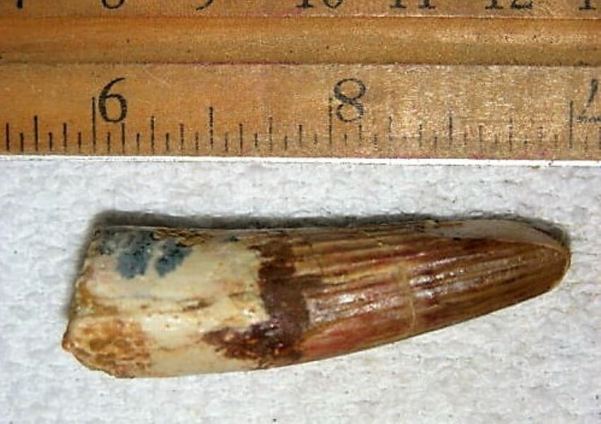 2 INCH LONG SPINOSAURUS TOOTH DINOSAUR REAL FOSSIL SPINOSAUR JURASSIC WORLD NICE 3