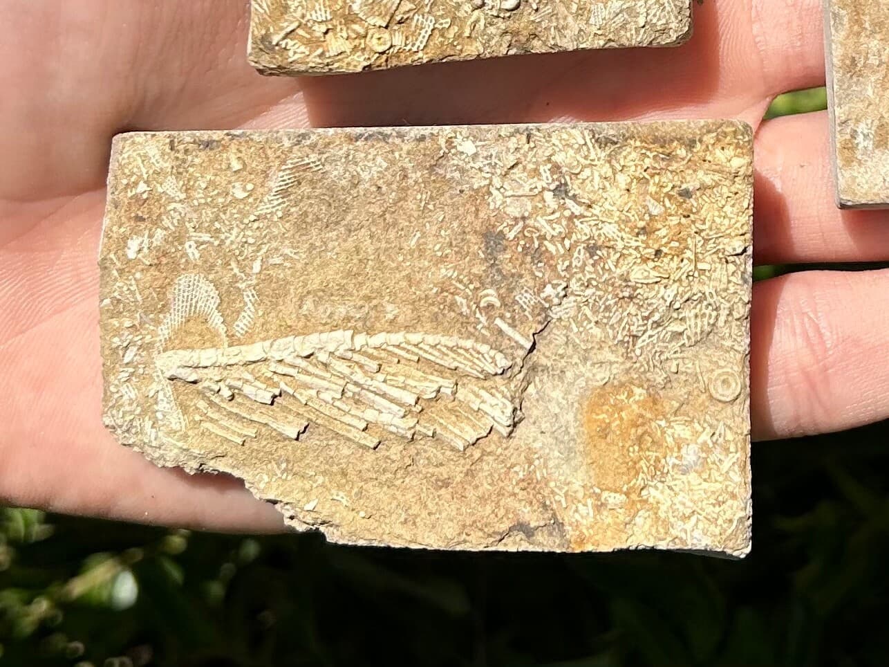 Crinoid Fossils in Matrix LOT OF 3 Alabama Bangor Limestone Formation 3