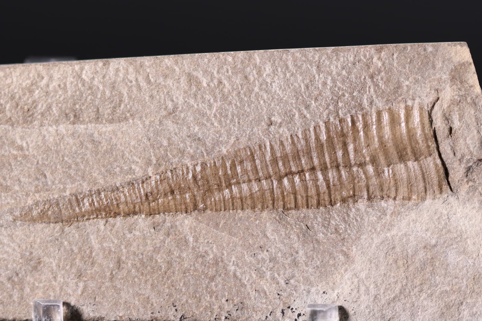 Reticycloceras fossil nautiloid Mississippian 3+" Bear Gulch Montana MT COA 7152 6