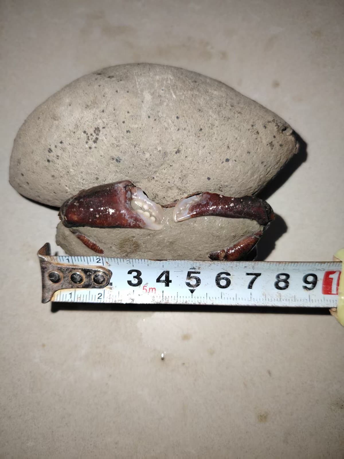 Cretaceous natural crab fossils. Paleontological specimens 4