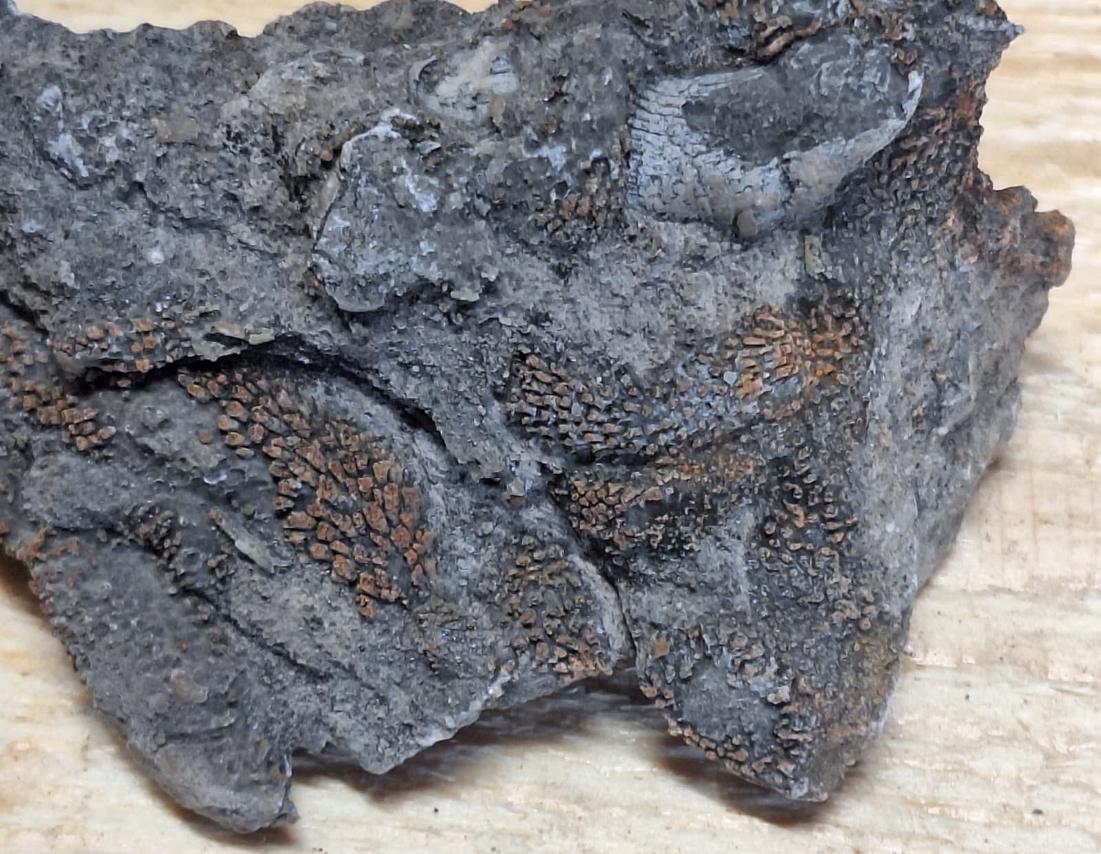 Incredible Detail Fossil Favosite Coral In Limestone Devonian Period Michigan 4