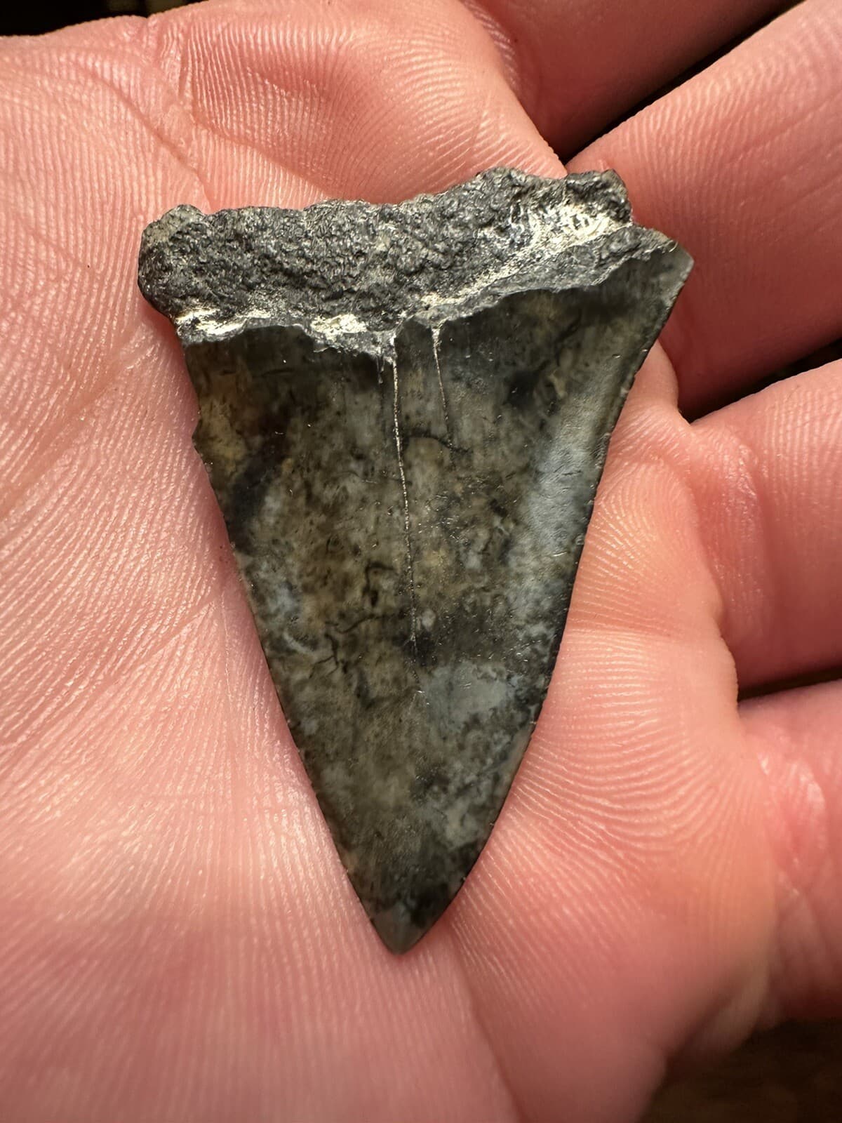 EVOCATIVE 1.9” MAKO  Shark Tooth REAL FOSSIL NATURAL HASTALIS WHITE SHARK SC 2