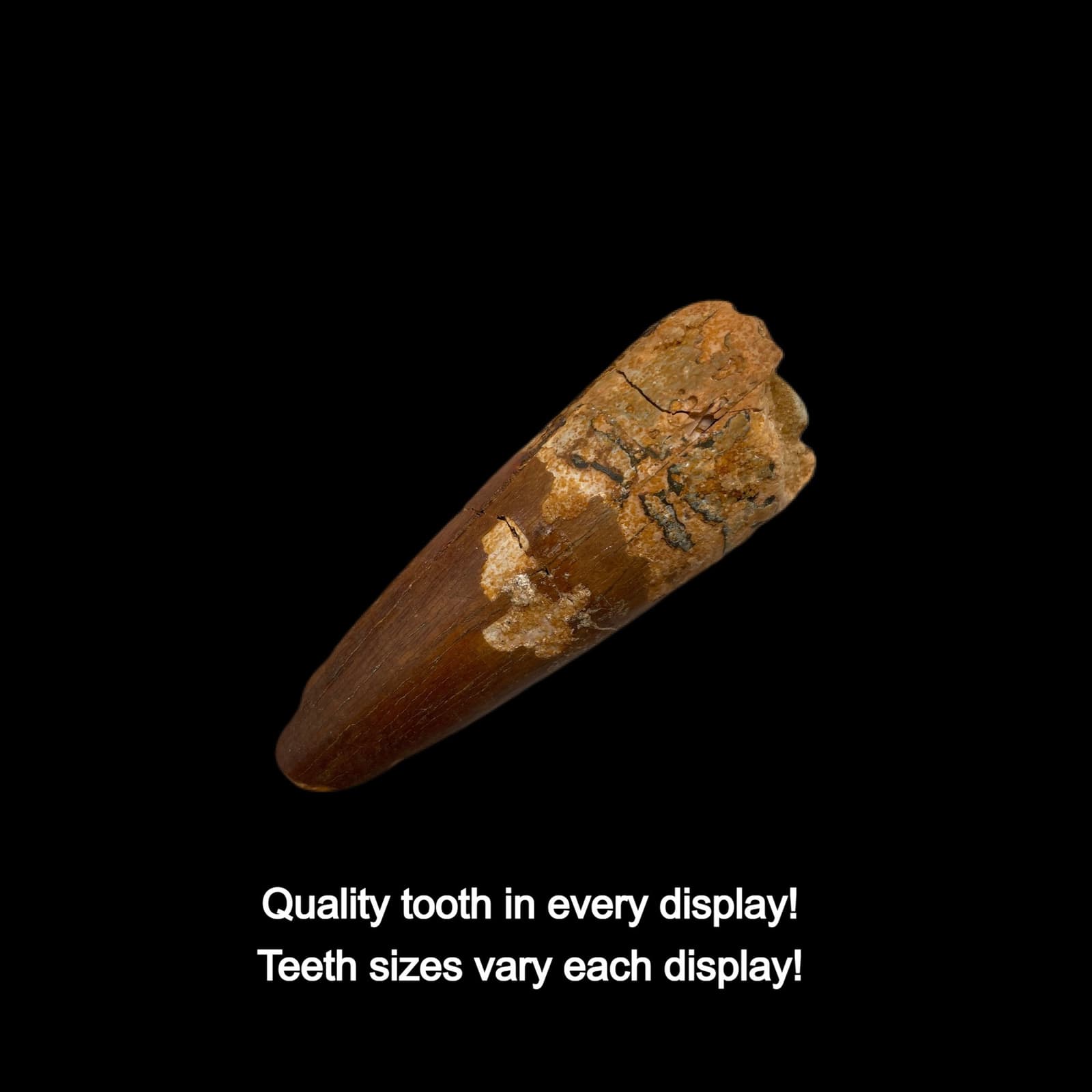 Spinosaurus Tooth Display 2