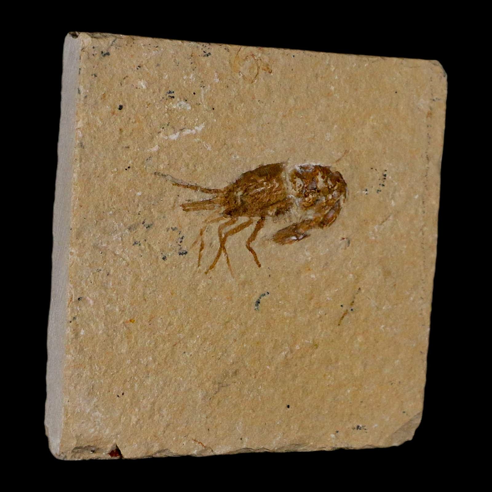 1.4" Fossil Shrimp Carpopenaeus Cretaceous Age 100 Mil Yrs Old Lebanon COA 4